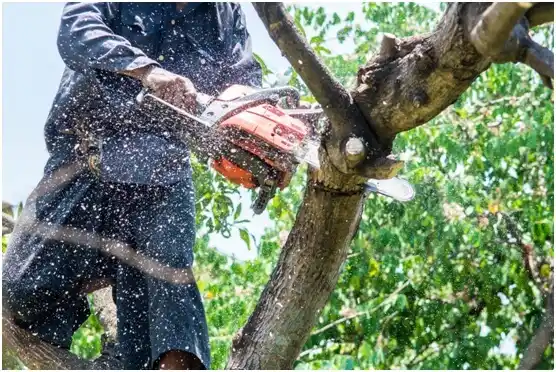 tree services Moore